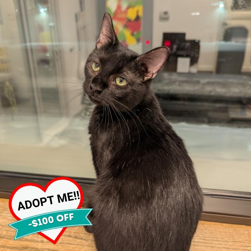 Enlarge Crocket, a Adoptable Domestic Short Hair in Wheeling, IL image 4/6