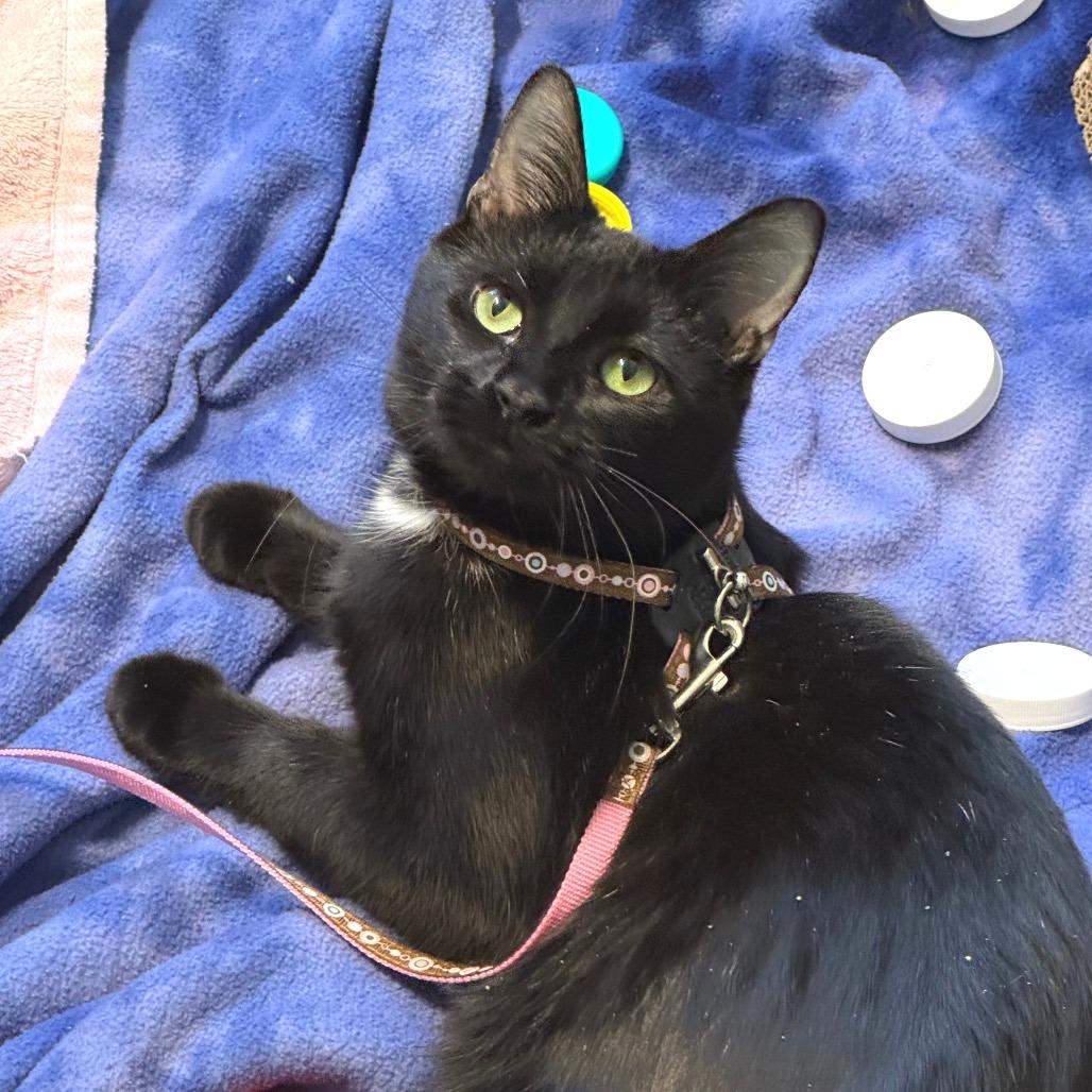 Crocket, a Adoptable Domestic Short Hair in Wheeling, IL image 4/6