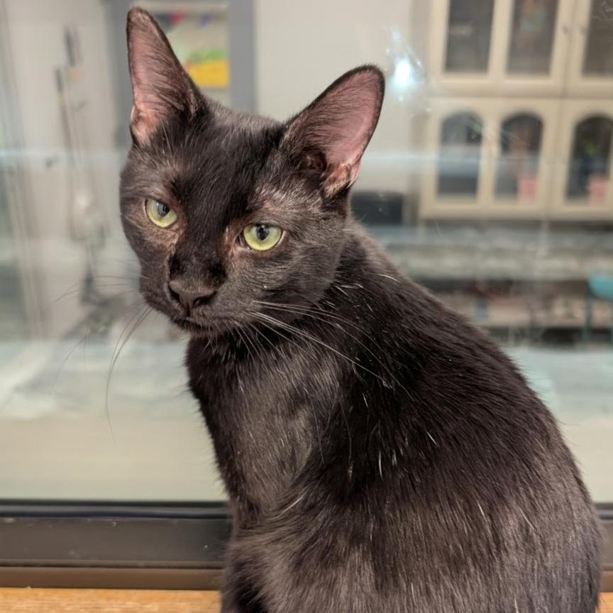 Enlarge Crocket, a Adoptable Domestic Short Hair in Wheeling, IL image 6/6