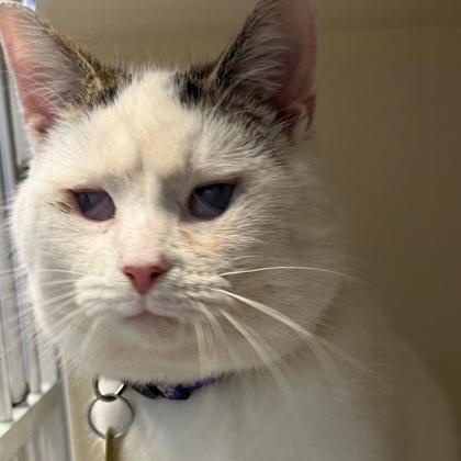 Fritzy, ADOPTABLE, Young Male Domestic Short Hair.