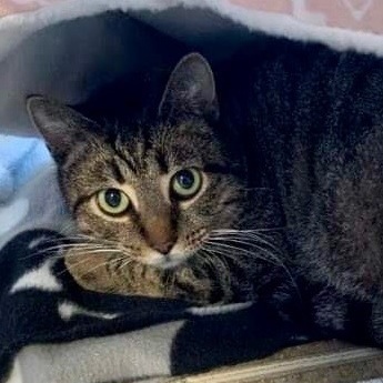 Enlarge Crimson, a Adoptable Domestic Short Hair in Queenstown, MD image 2/5