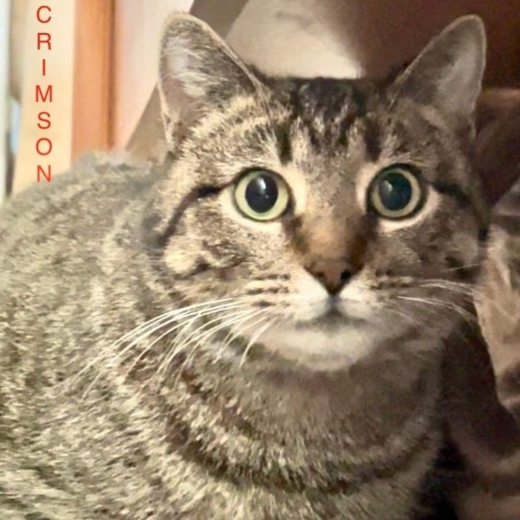 Enlarge Crimson, a Adoptable Domestic Short Hair in Queenstown, MD image 3/5
