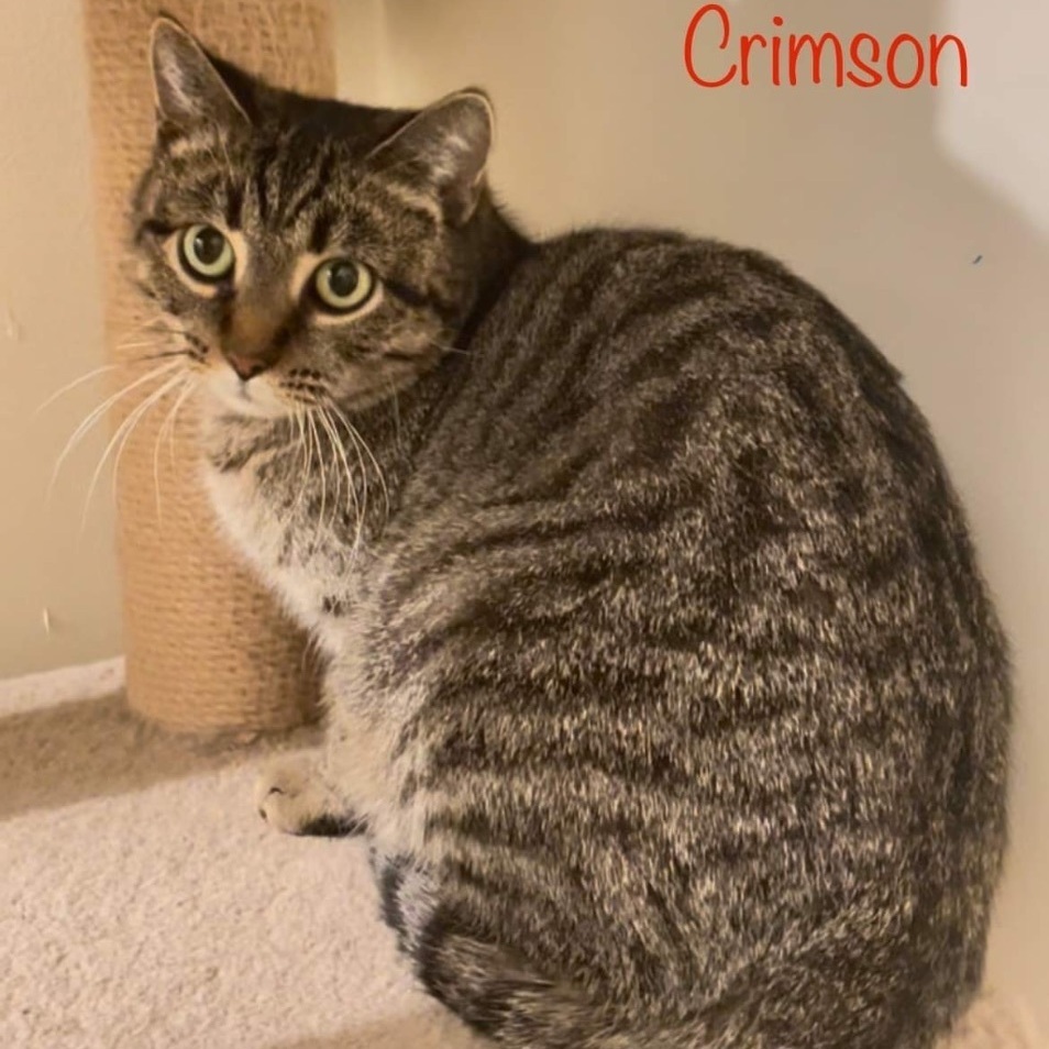 Enlarge Crimson, a Adoptable Domestic Short Hair in Queenstown, MD image 4/5