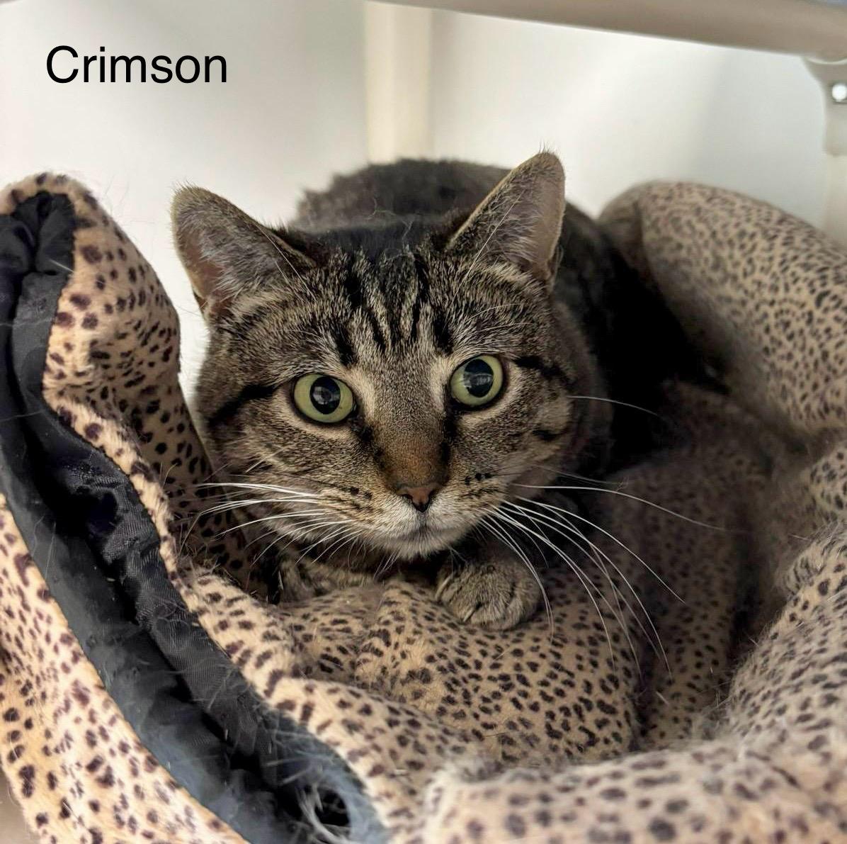 Enlarge Crimson, a Adoptable Domestic Short Hair in Queenstown, MD image 1/5