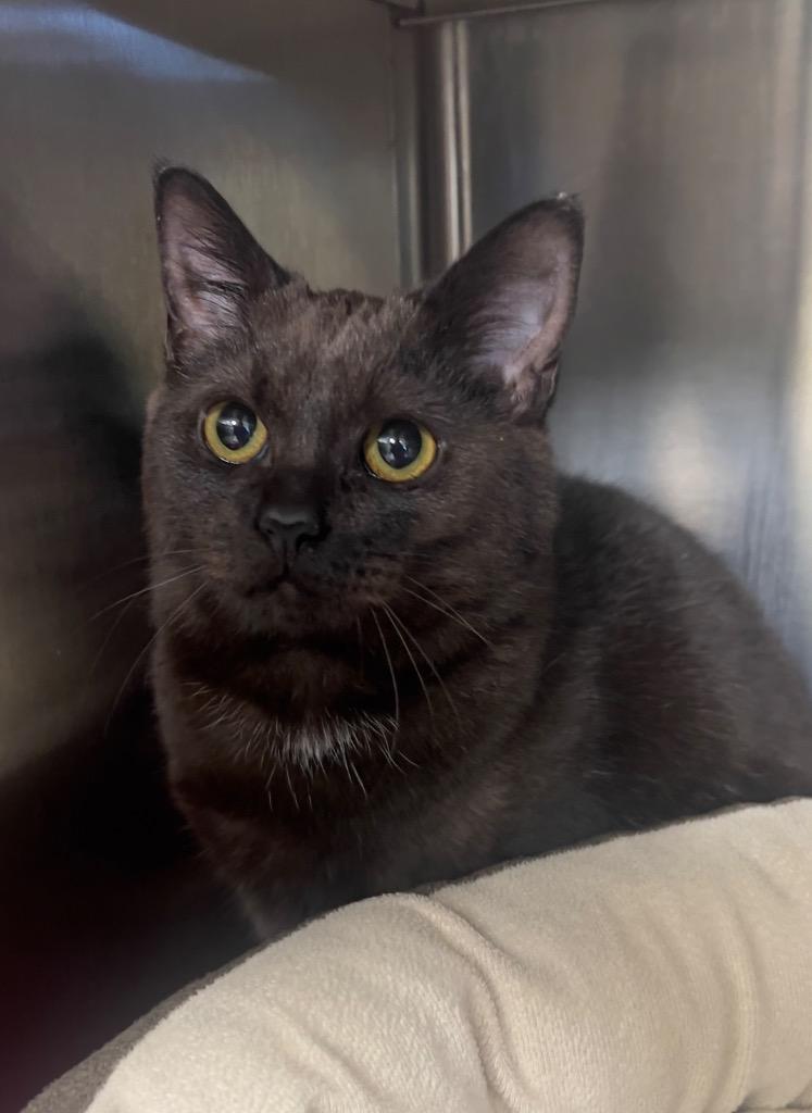 Enlarge Danika, a Adoptable mixed breed in Greeneville, TN image 1/1