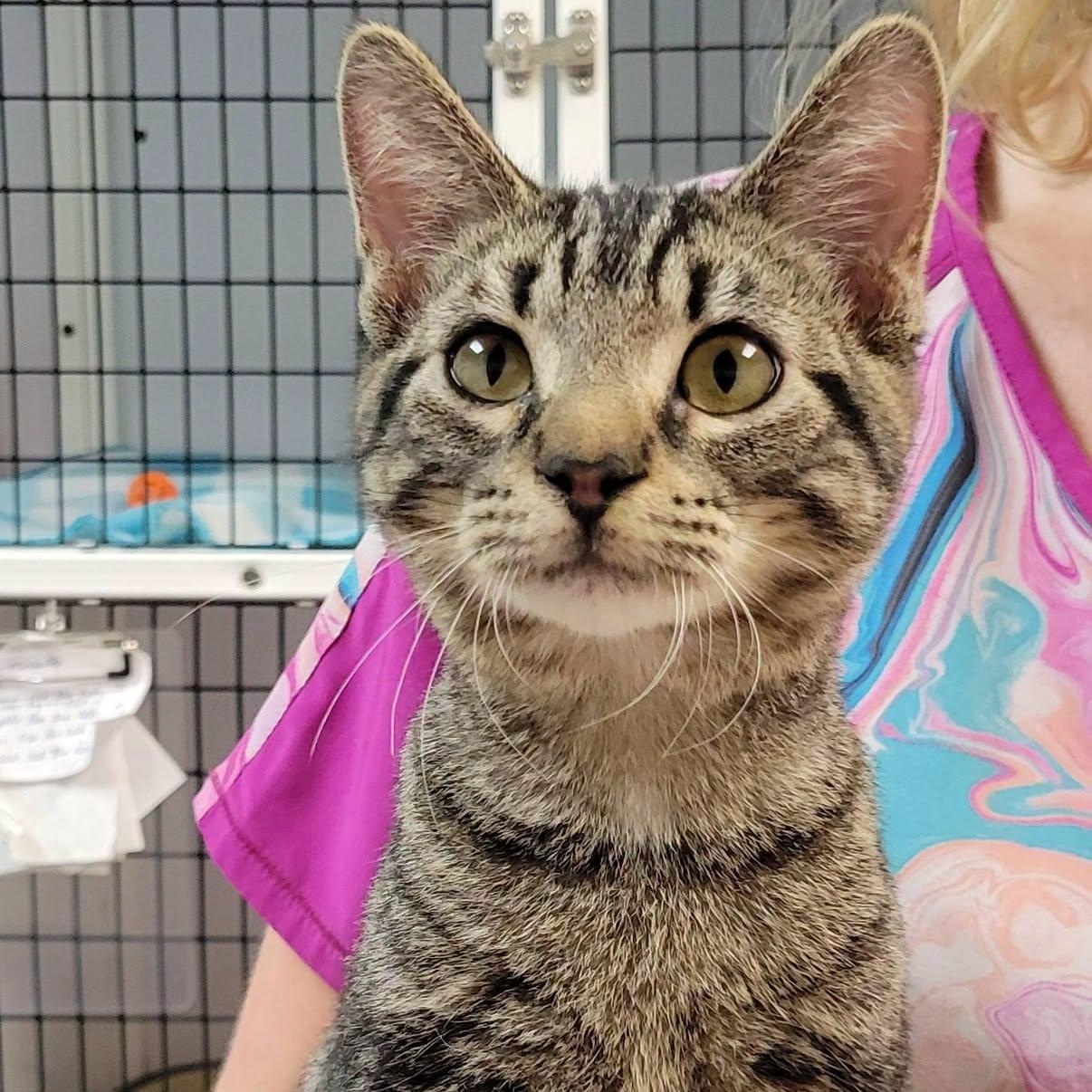 Lief, adopted, Kitten Male Domestic Short Hair.