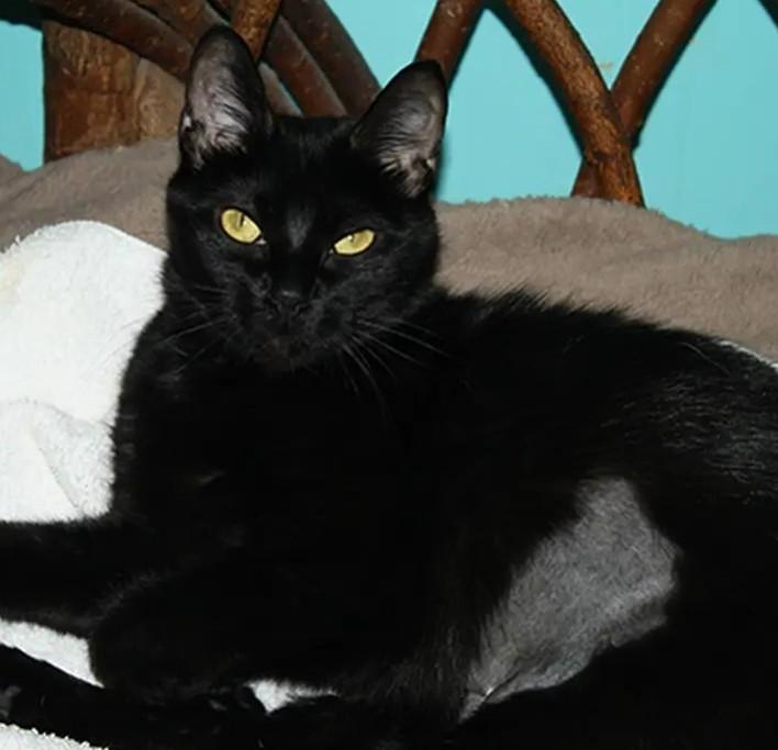 Natasha, Adoptable, Adult Female Domestic Short Hair.