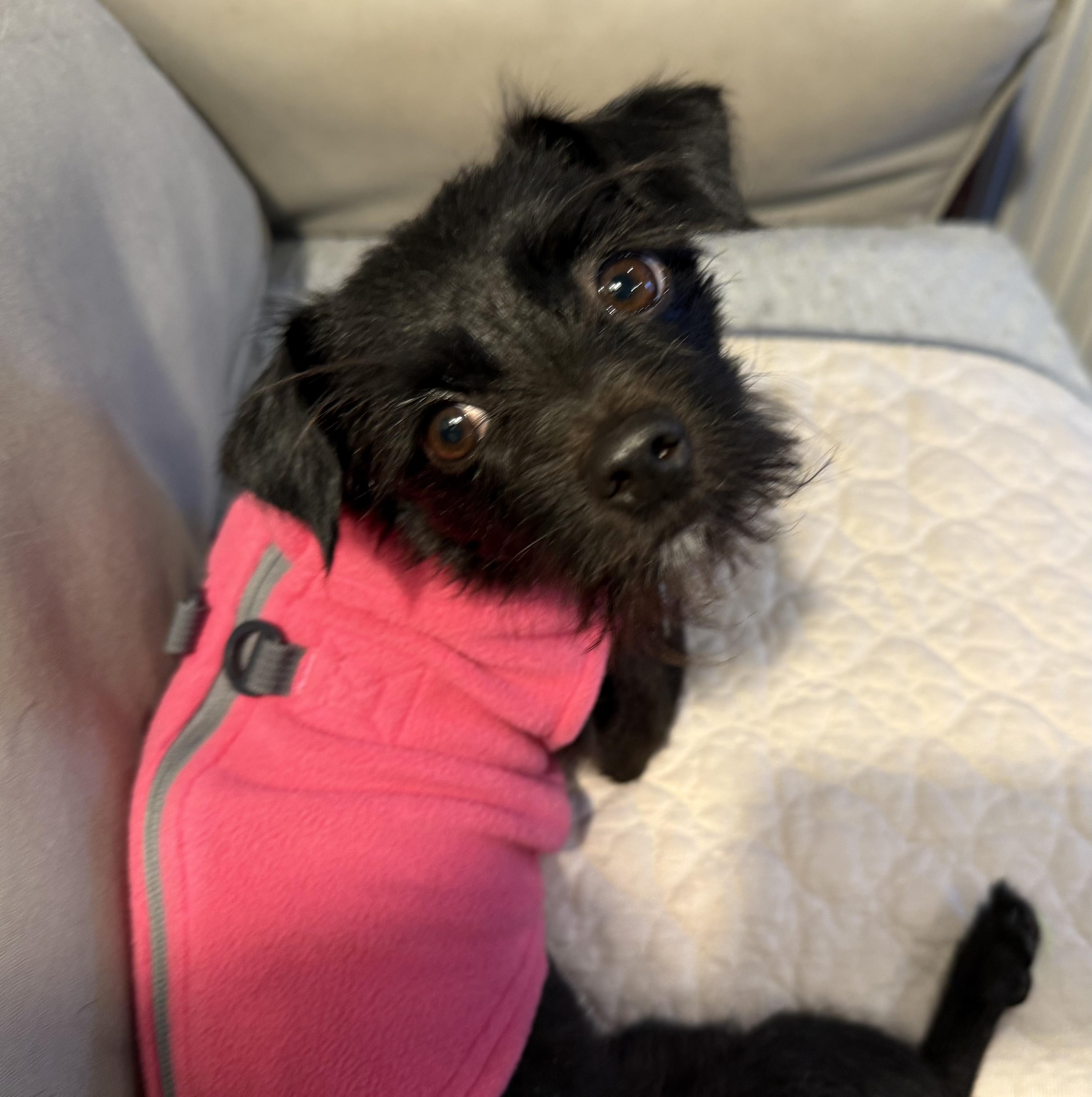 Enlarge Kani, an adopted mixed breed in chevy chase, MD image 1/6