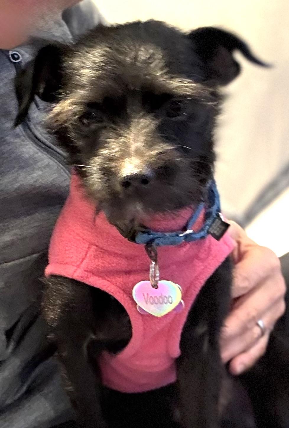 Enlarge Kani, an adopted mixed breed in chevy chase, MD image 4/6