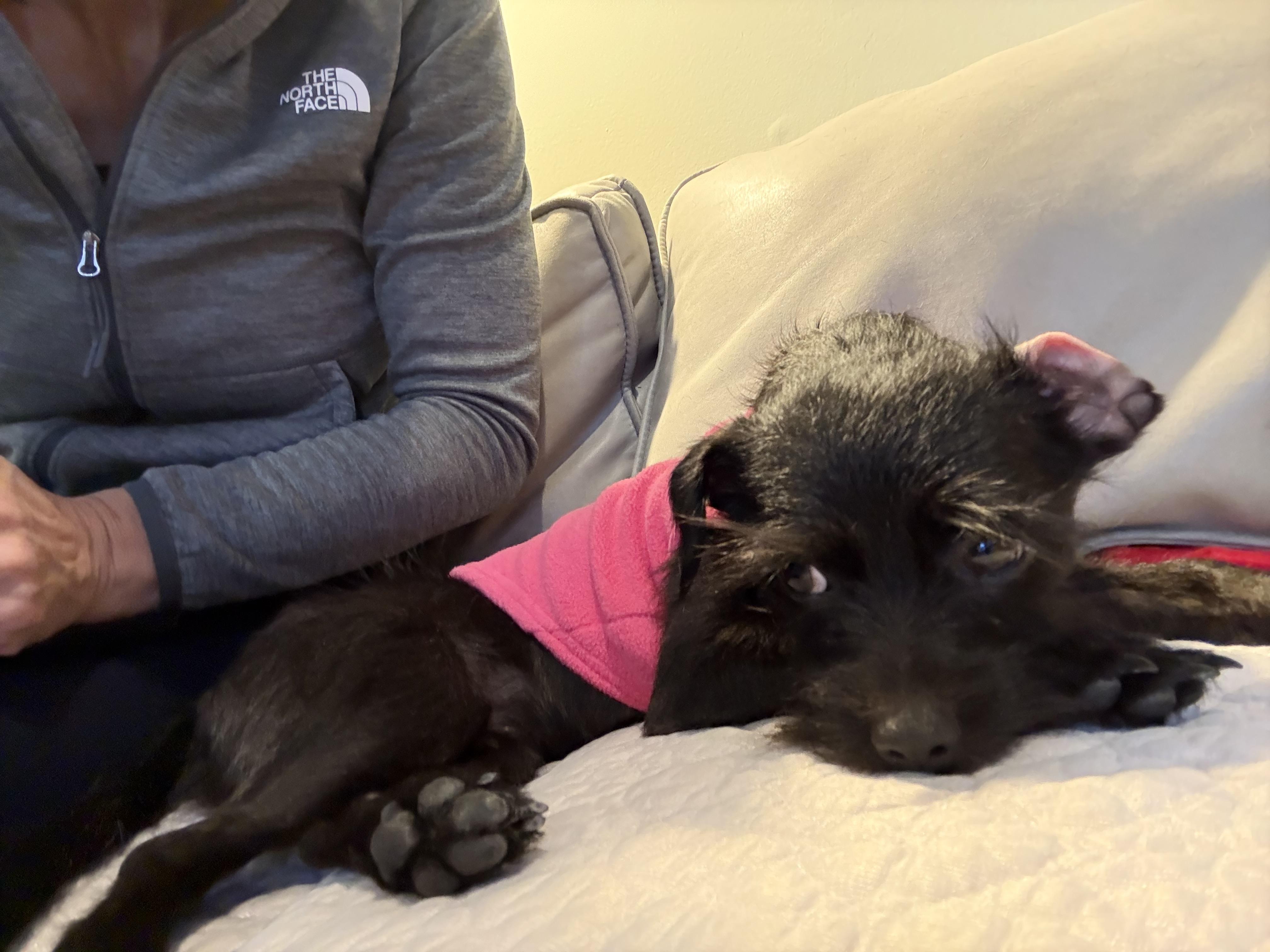 Enlarge Kani, an adopted mixed breed in chevy chase, MD image 6/6