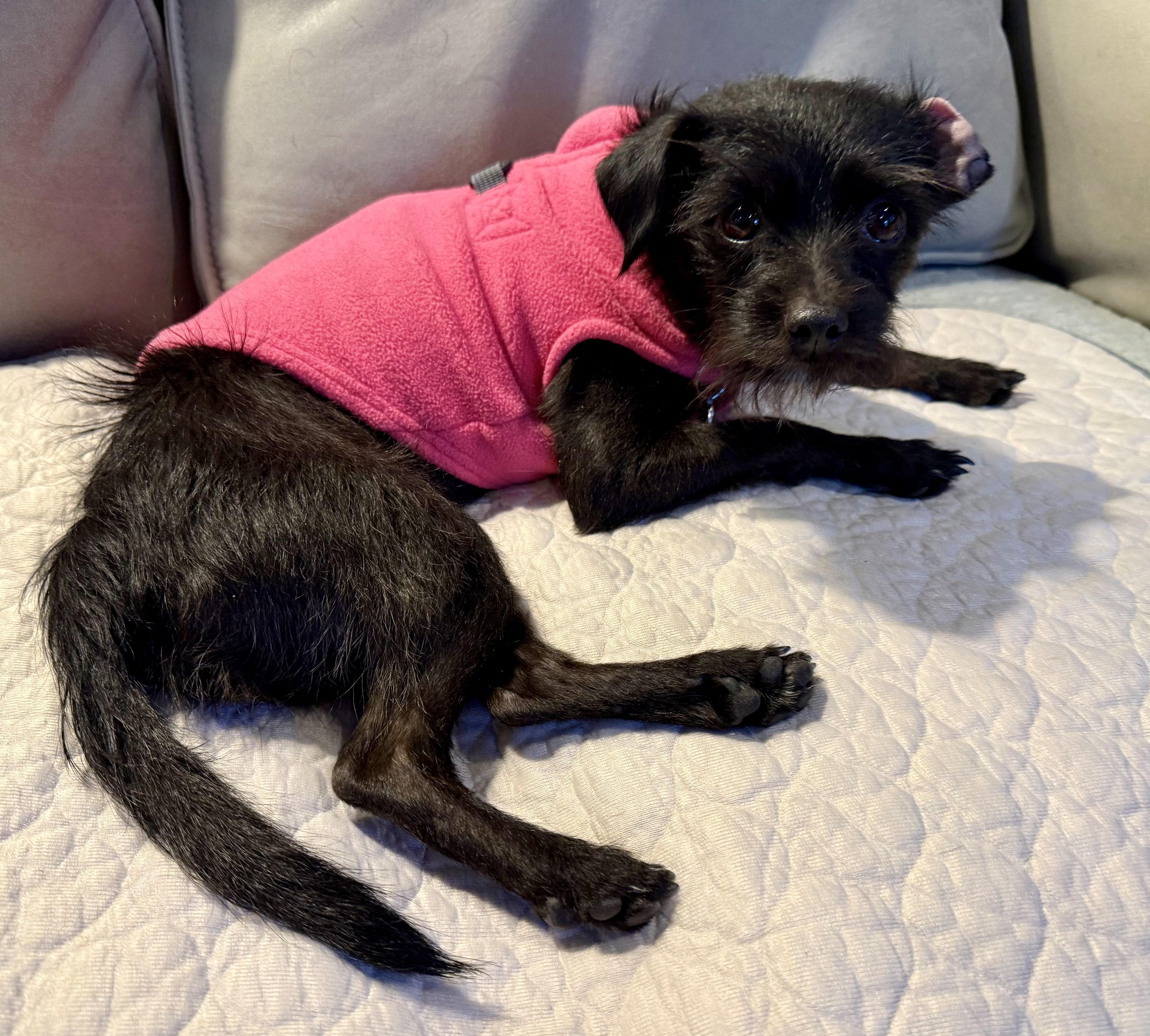 Enlarge Kani, an adopted mixed breed in chevy chase, MD image 5/6