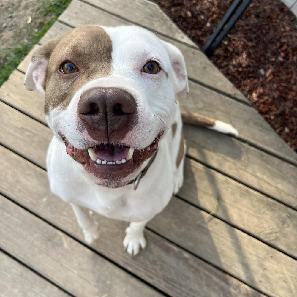 Cheeto, Adopted, Adult Male Pit Bull Terrier.