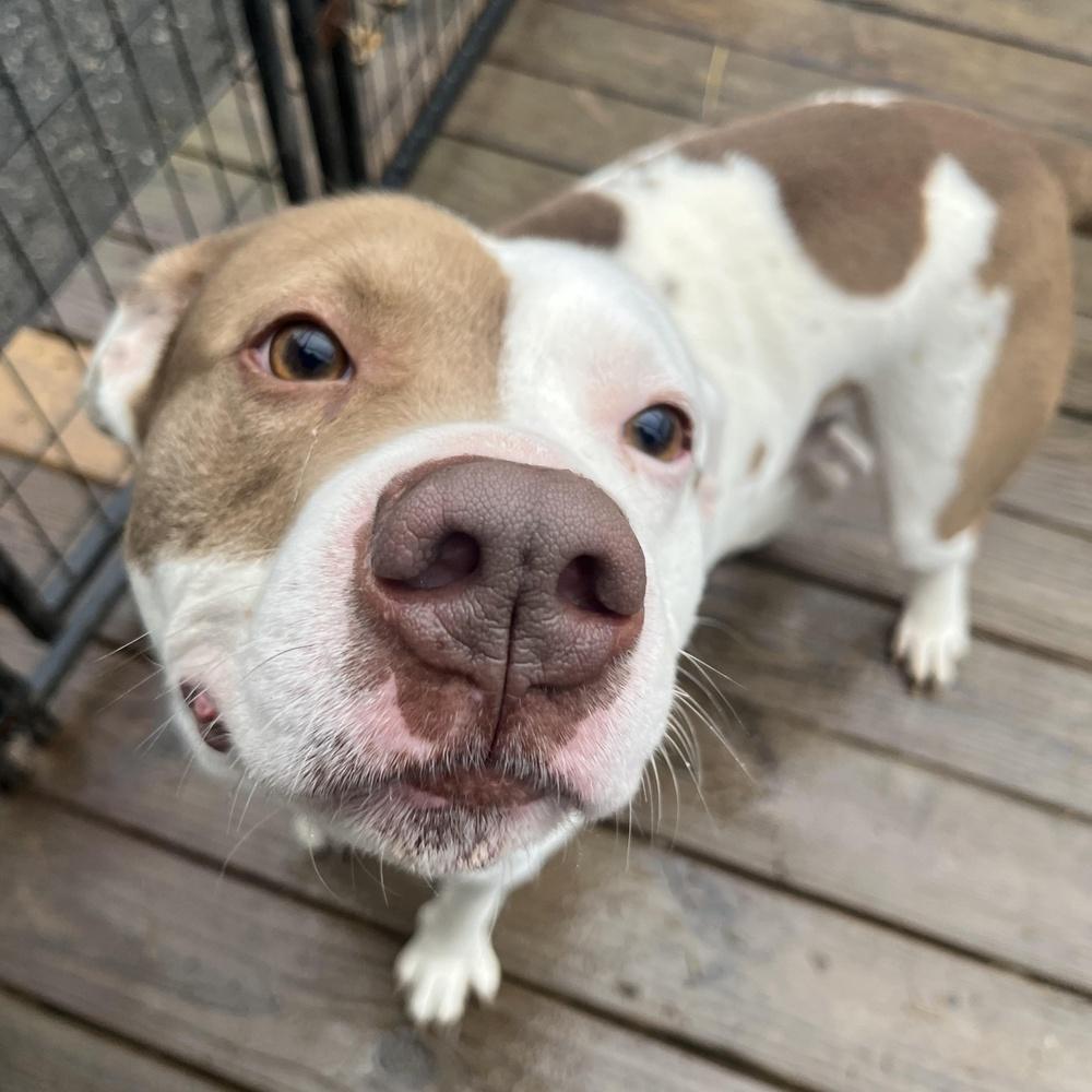 Enlarge Cheeto, a Adopted mixed breed in Indianapolis, IN image 2/5