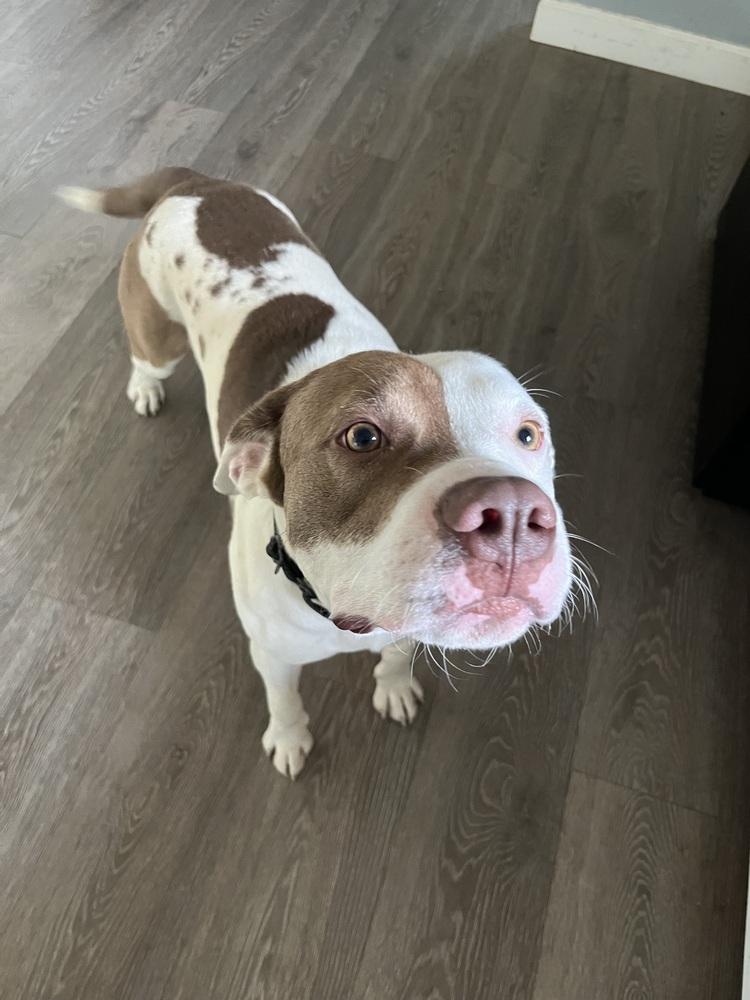 Enlarge Cheeto, a Adopted mixed breed in Indianapolis, IN image 4/5