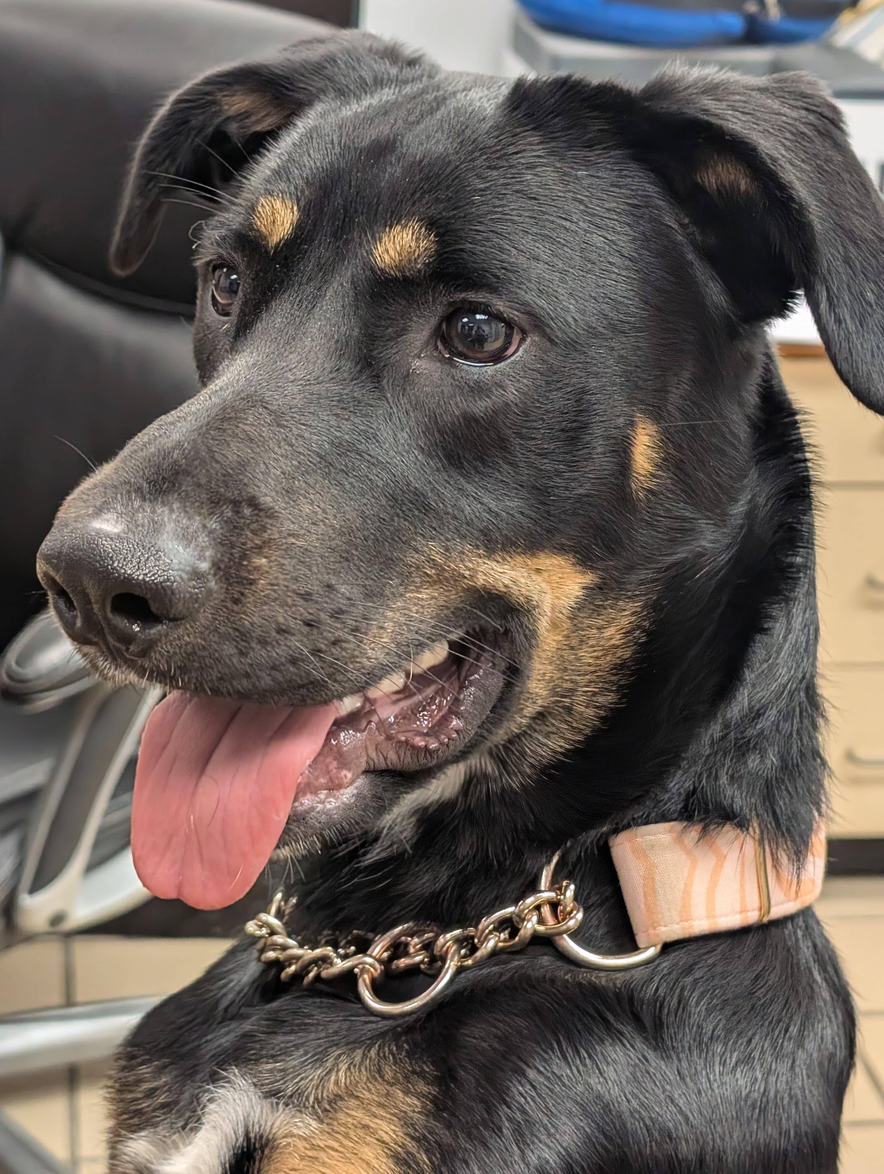 Kora