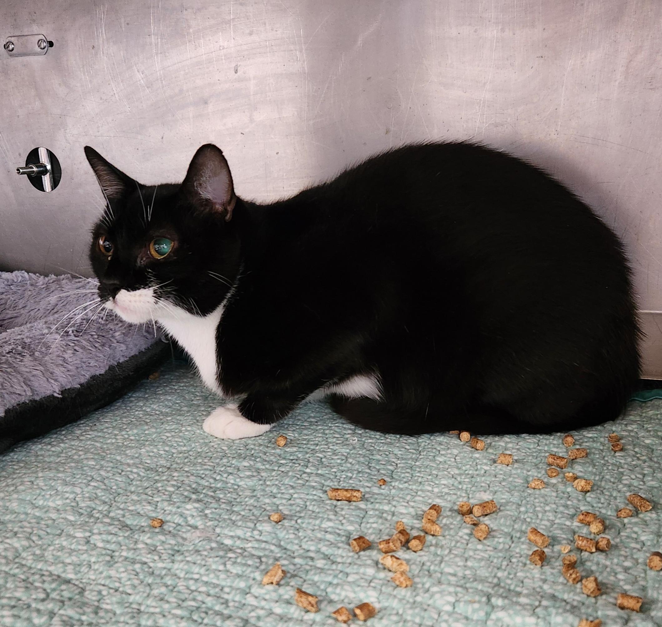 G.I. Jane (Barn Cat), a ADOPTABLE mixed breed in Siloam Springs, AR image 3/3