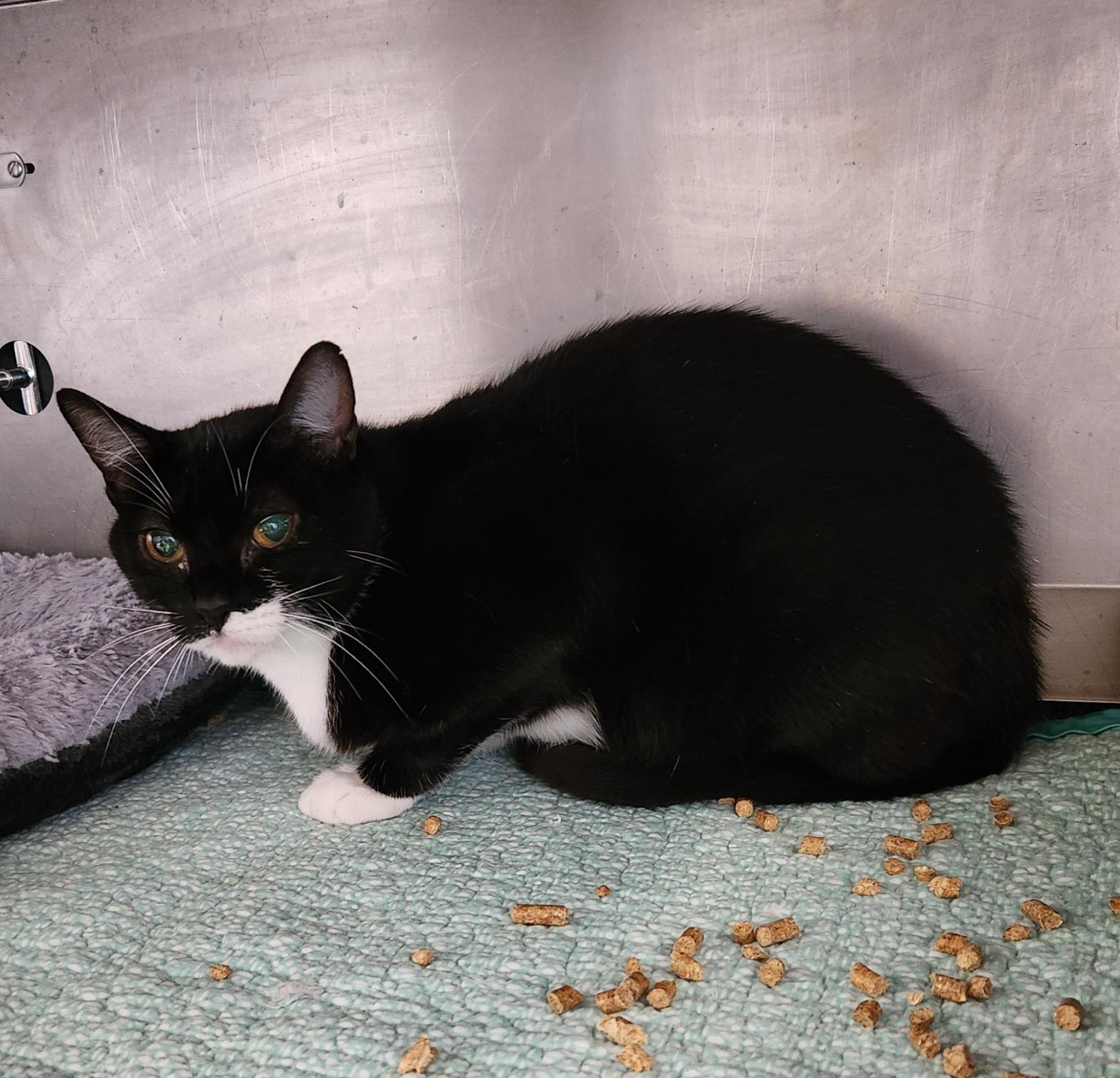 G.I. Jane (Barn Cat), a ADOPTABLE mixed breed in Siloam Springs, AR image 1/3