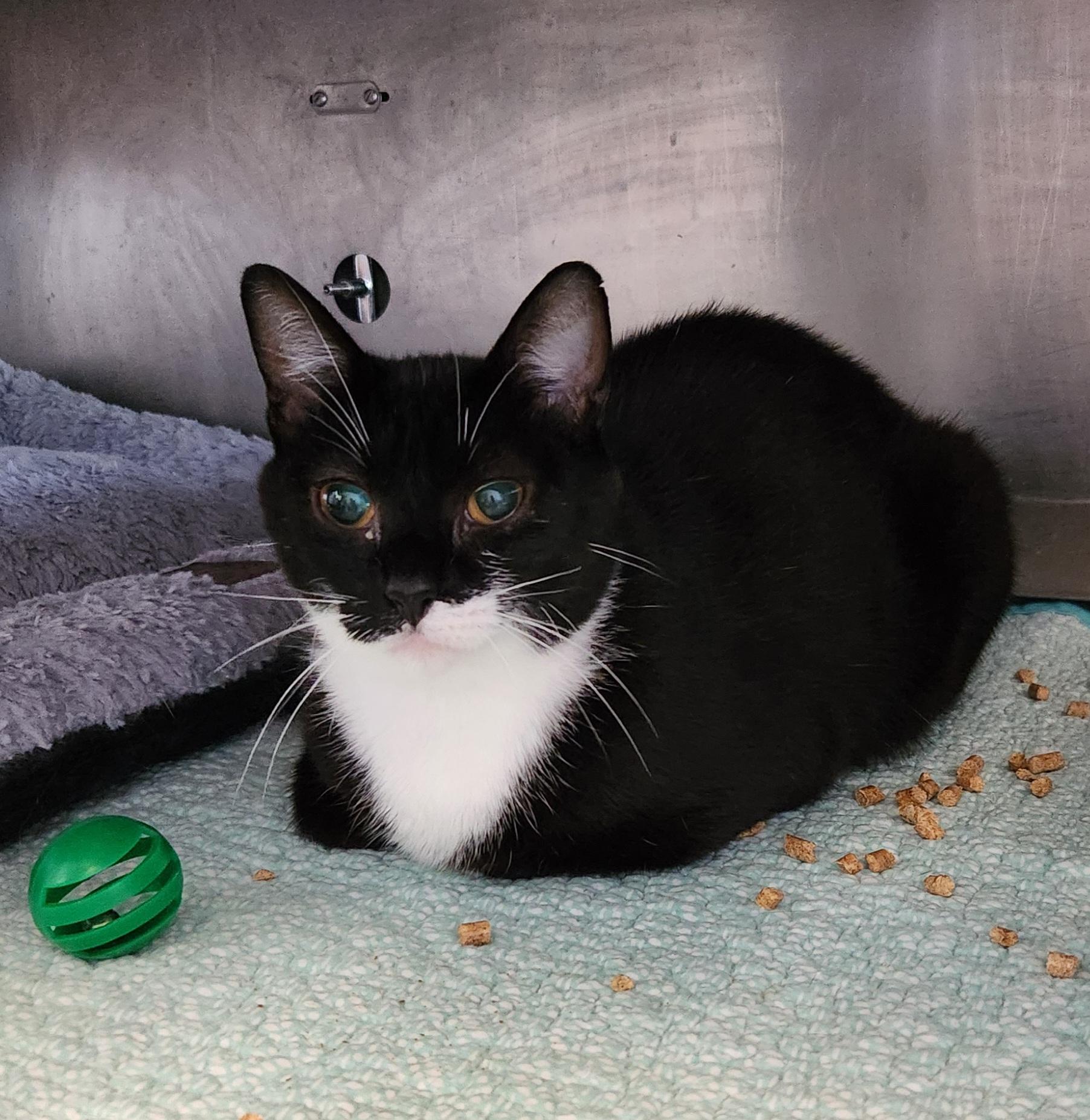 G.I. Jane (Barn Cat), a ADOPTABLE mixed breed in Siloam Springs, AR image 2/3