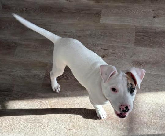 Enlarge Kiba, a ADOPTABLE Mixed Breed in Palm Harbor, FL image 5/5