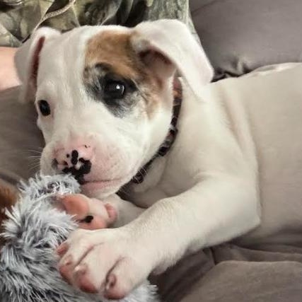 Enlarge Kiba, a ADOPTABLE Mixed Breed in Palm Harbor, FL image 4/5