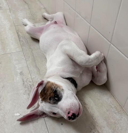 Enlarge Kiba, an adopted Mixed Breed in Palm Harbor, FL image 5/5