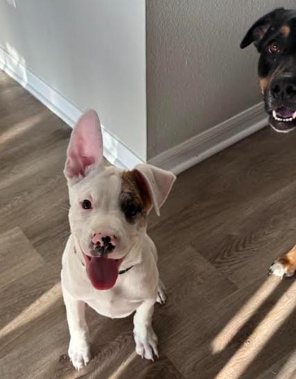 Kiba, ADOPTABLE, Puppy Male Mixed Breed.