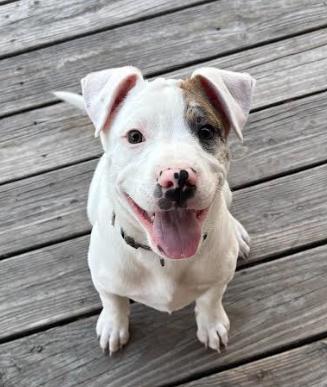 Enlarge Kiba, a ADOPTABLE Mixed Breed in Palm Harbor, FL image 3/5