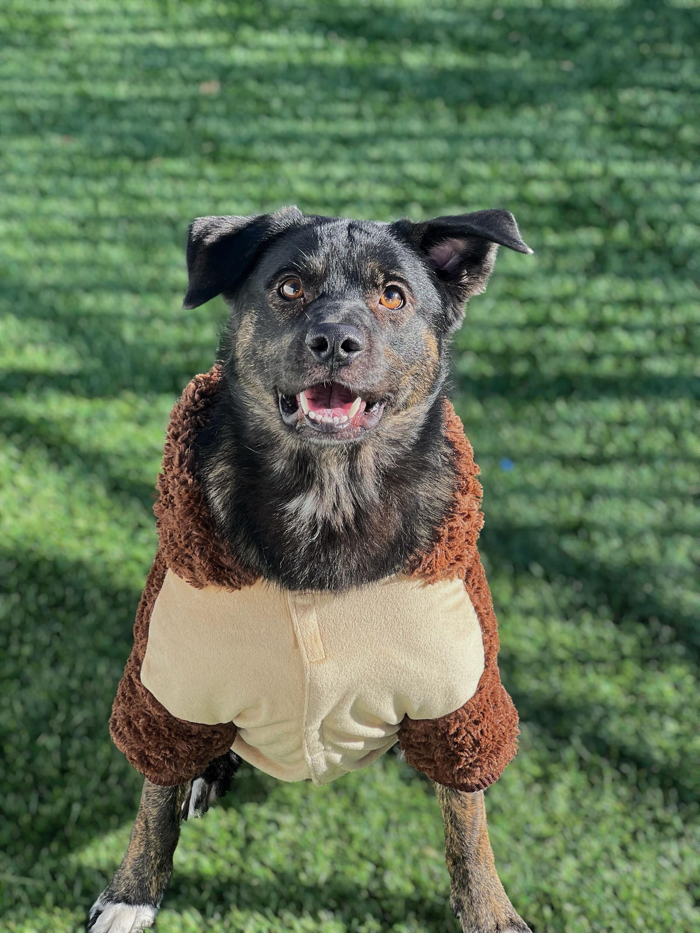 Gumbo, a Adoptable mixed breed in O'Fallon, MO image 1/3