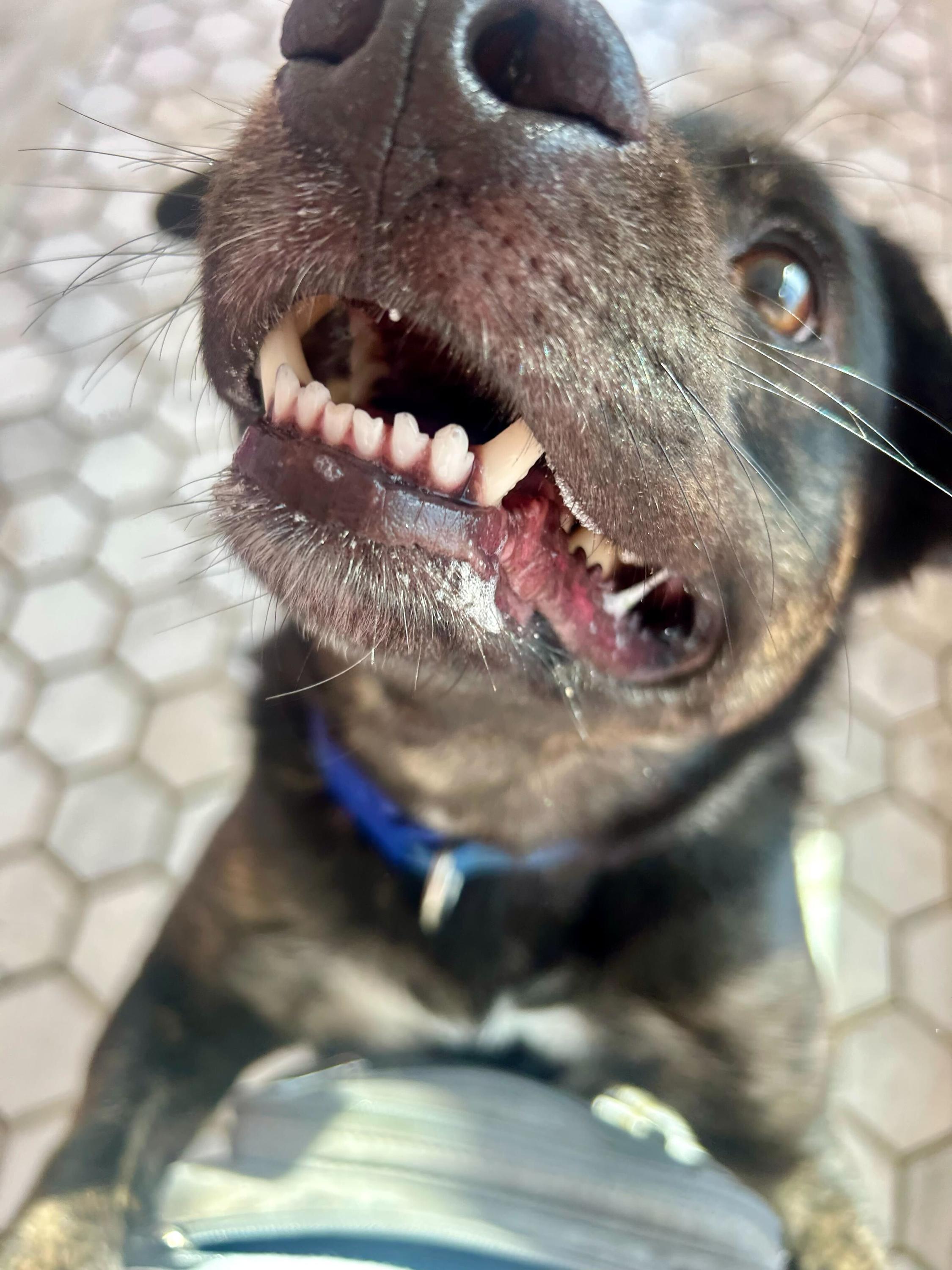Gumbo, a Adoptable mixed breed in O'Fallon, MO image 2/3