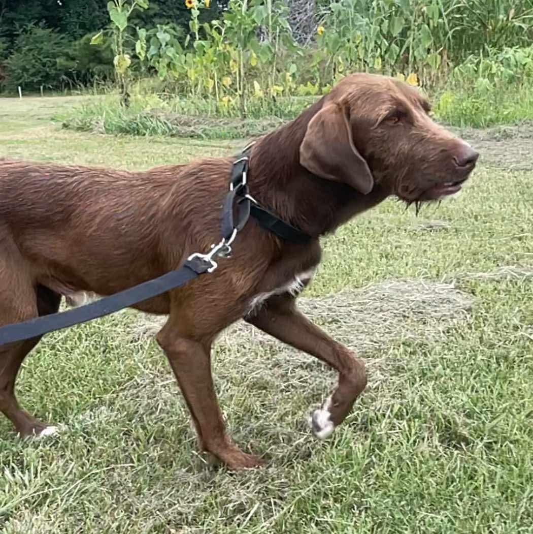 Moose