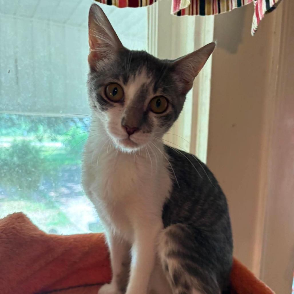 Enlarge Sandy, a Adoptable Domestic Short Hair in Monroeville, AL image 1/2
