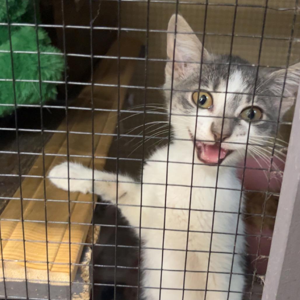 Enlarge Sandy, a Adoptable Domestic Short Hair in Monroeville, AL image 2/2