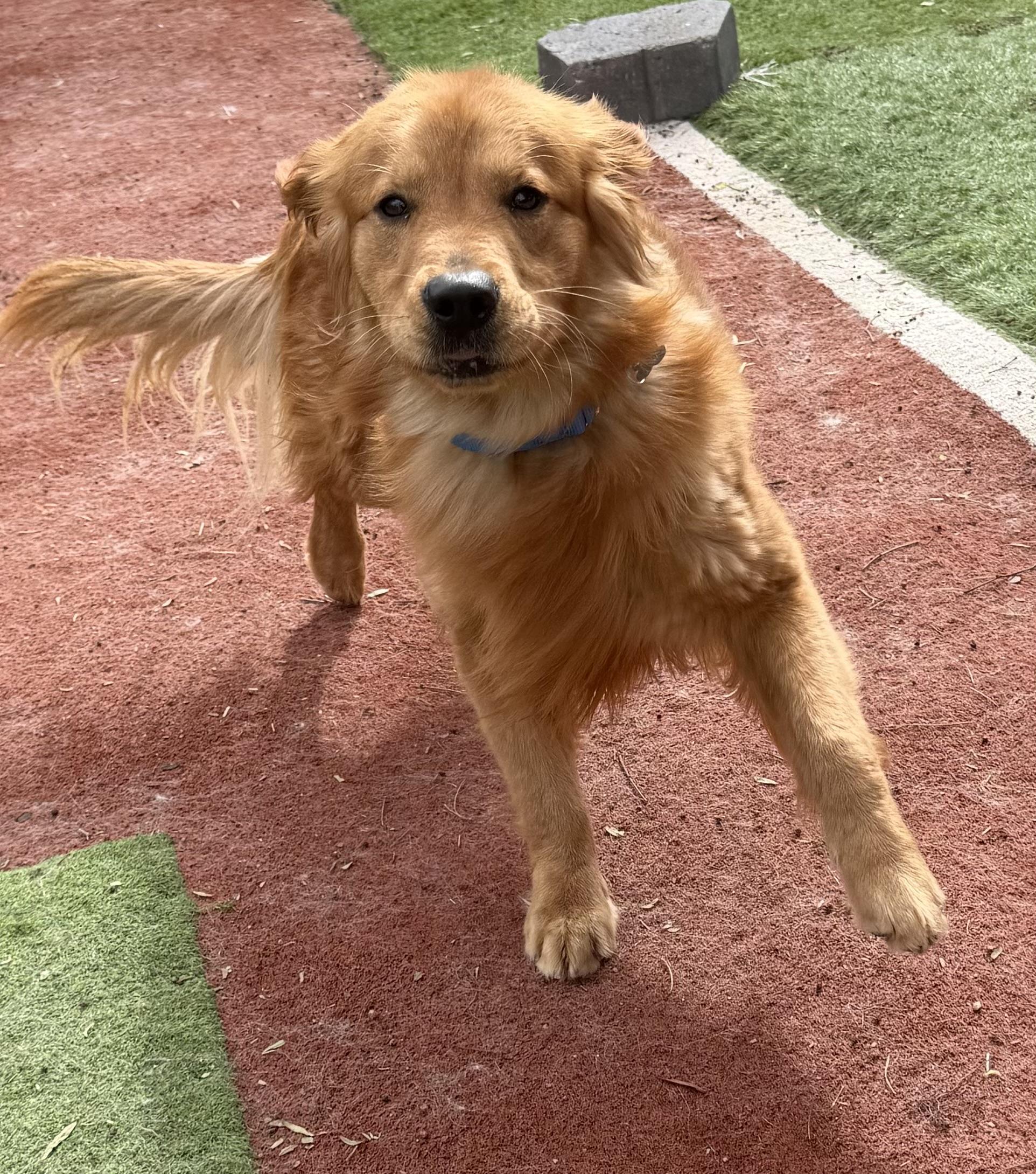 Enlarge DUKE, an adopted Golden Retriever in Carlsbad, CA image 4/5