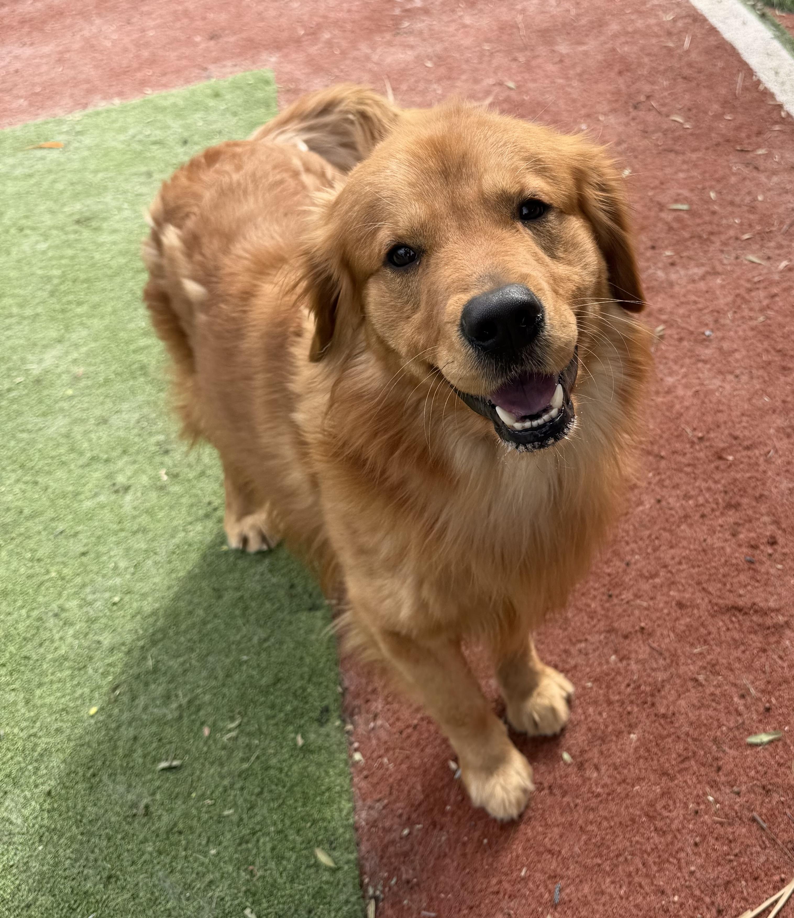 Enlarge DUKE, an adopted Golden Retriever in Carlsbad, CA image 2/5