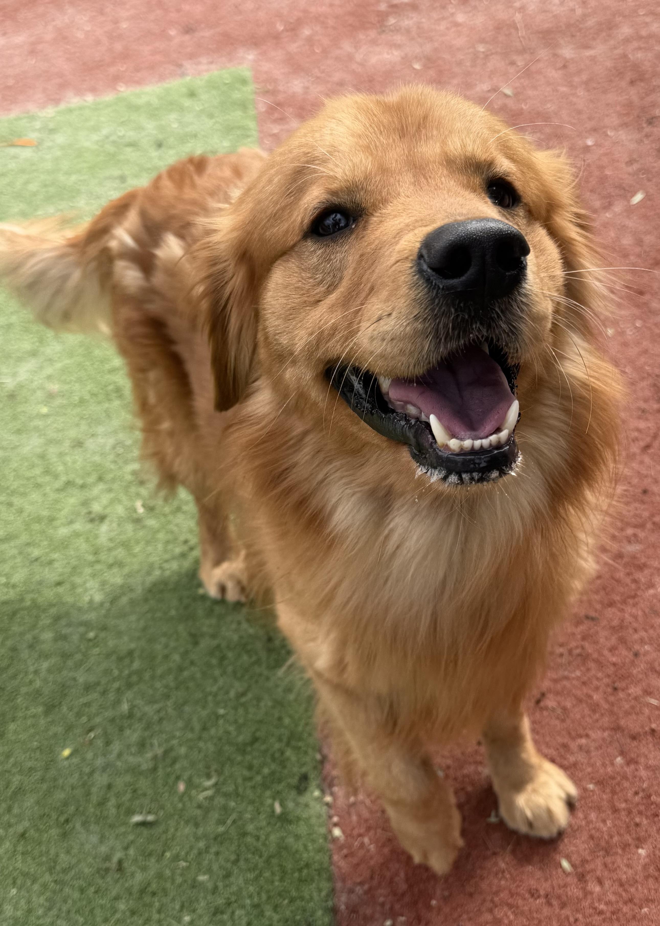 Enlarge DUKE, an adopted Golden Retriever in Carlsbad, CA image 1/5