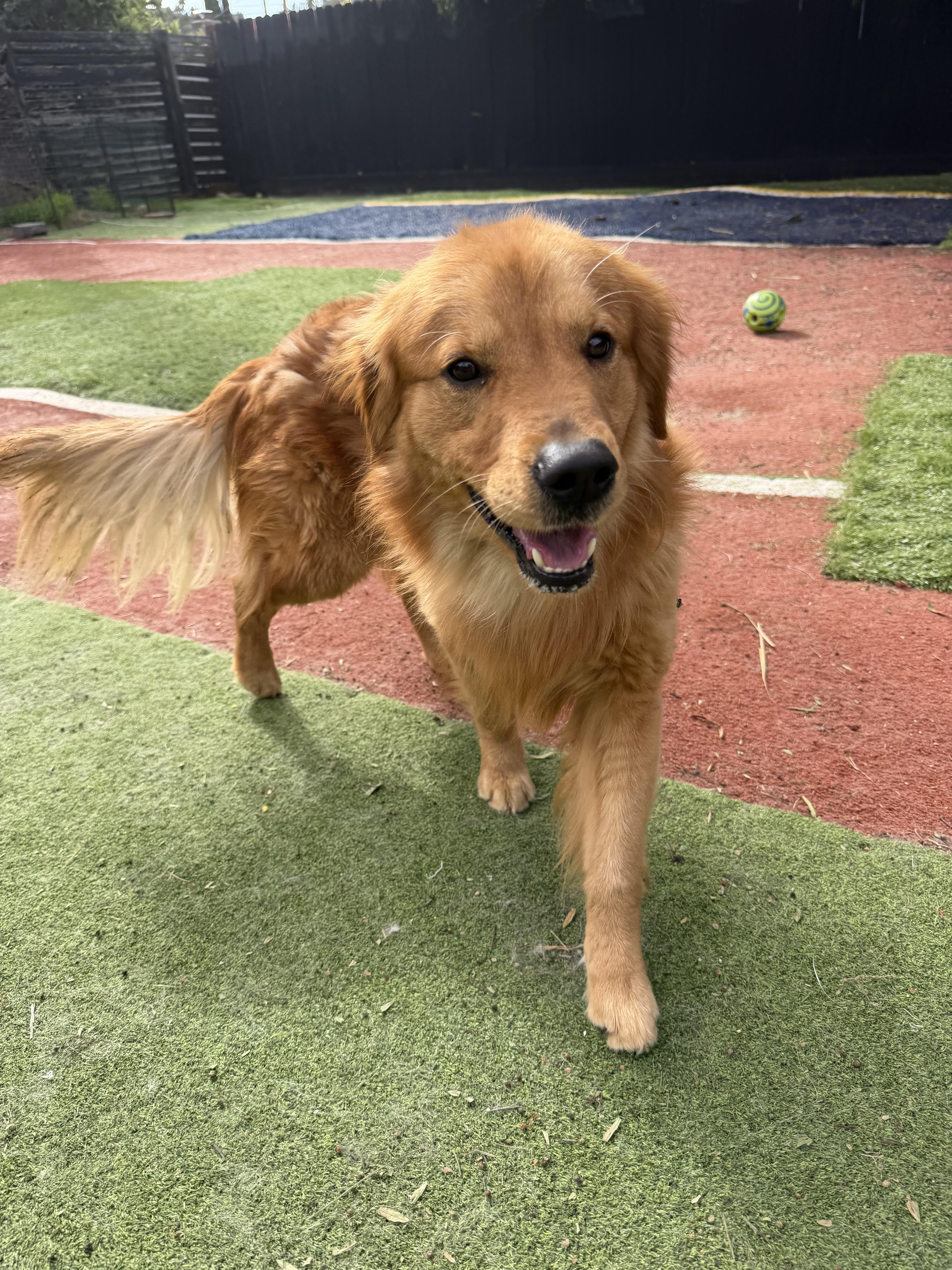 Enlarge DUKE, an adopted Golden Retriever in Carlsbad, CA image 3/5