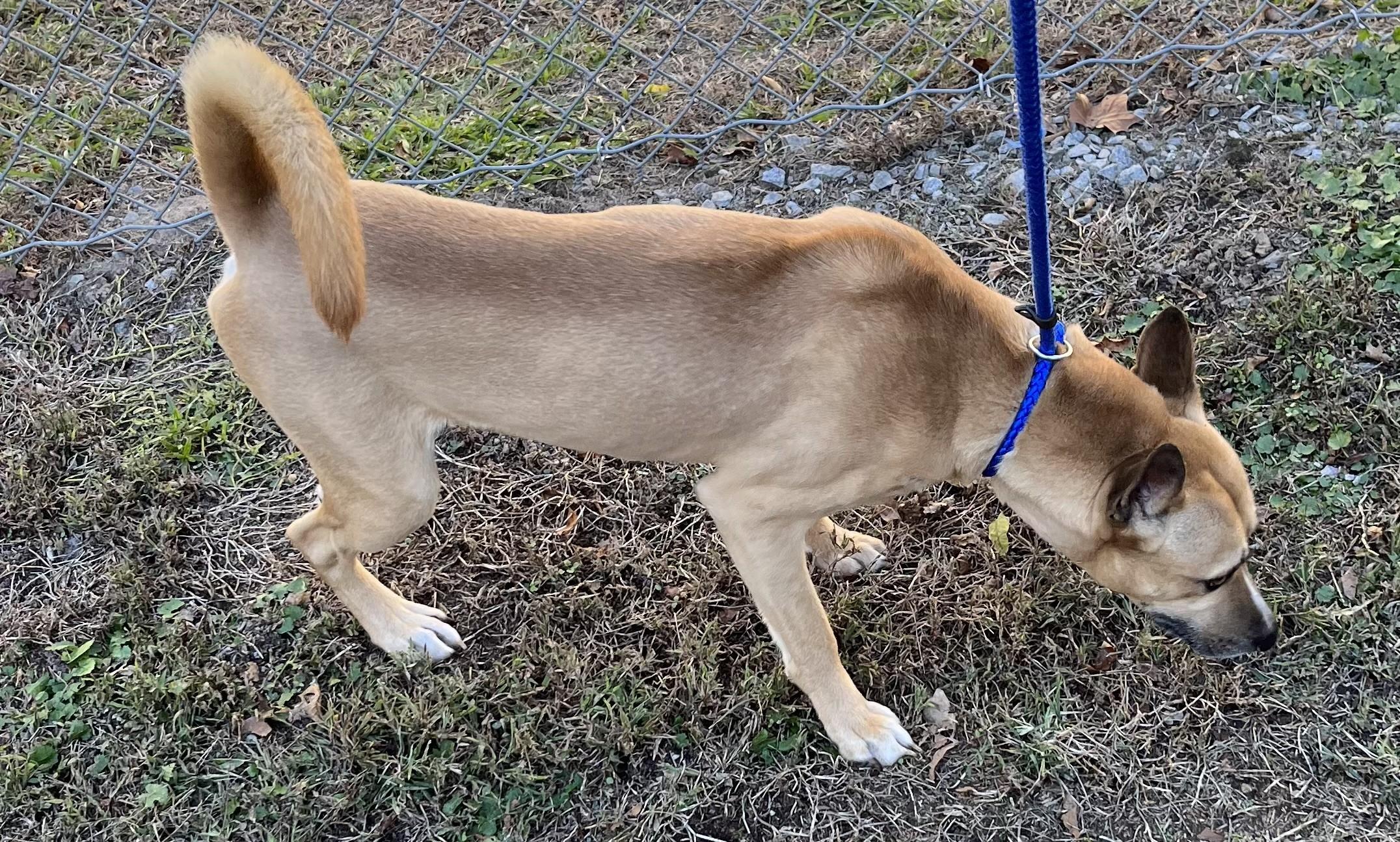 Ryder Urgent Looking for Shorterm Foster! Shelter will euthanize!  Help Please