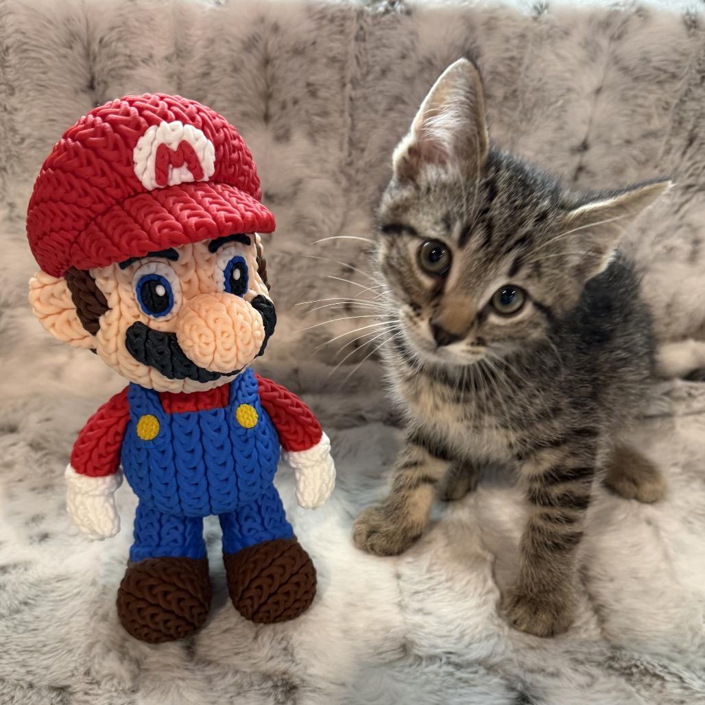 Mario, Adoptable, Kitten Male Domestic Short Hair.