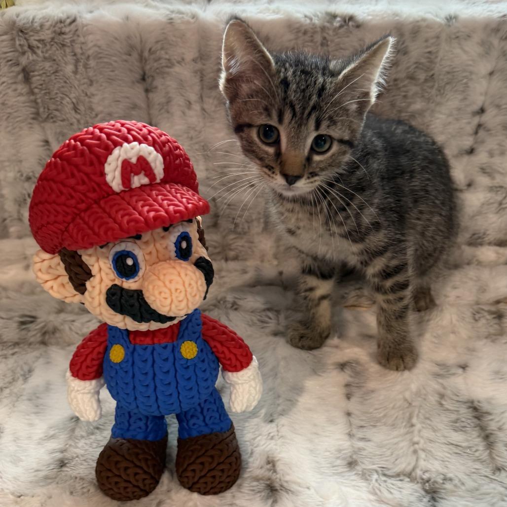 Mario, a Adoptable Domestic Short Hair in Normal, IL image 2/3