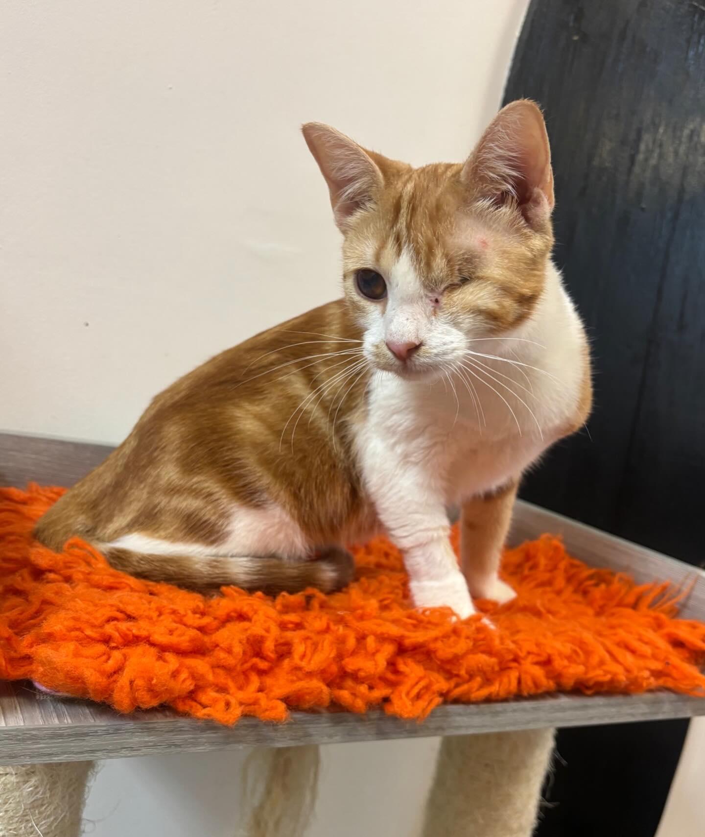 Enlarge Penelope @ Fat Cat Cafe, a Adoptable mixed breed in Tallahassee, FL image 3/3