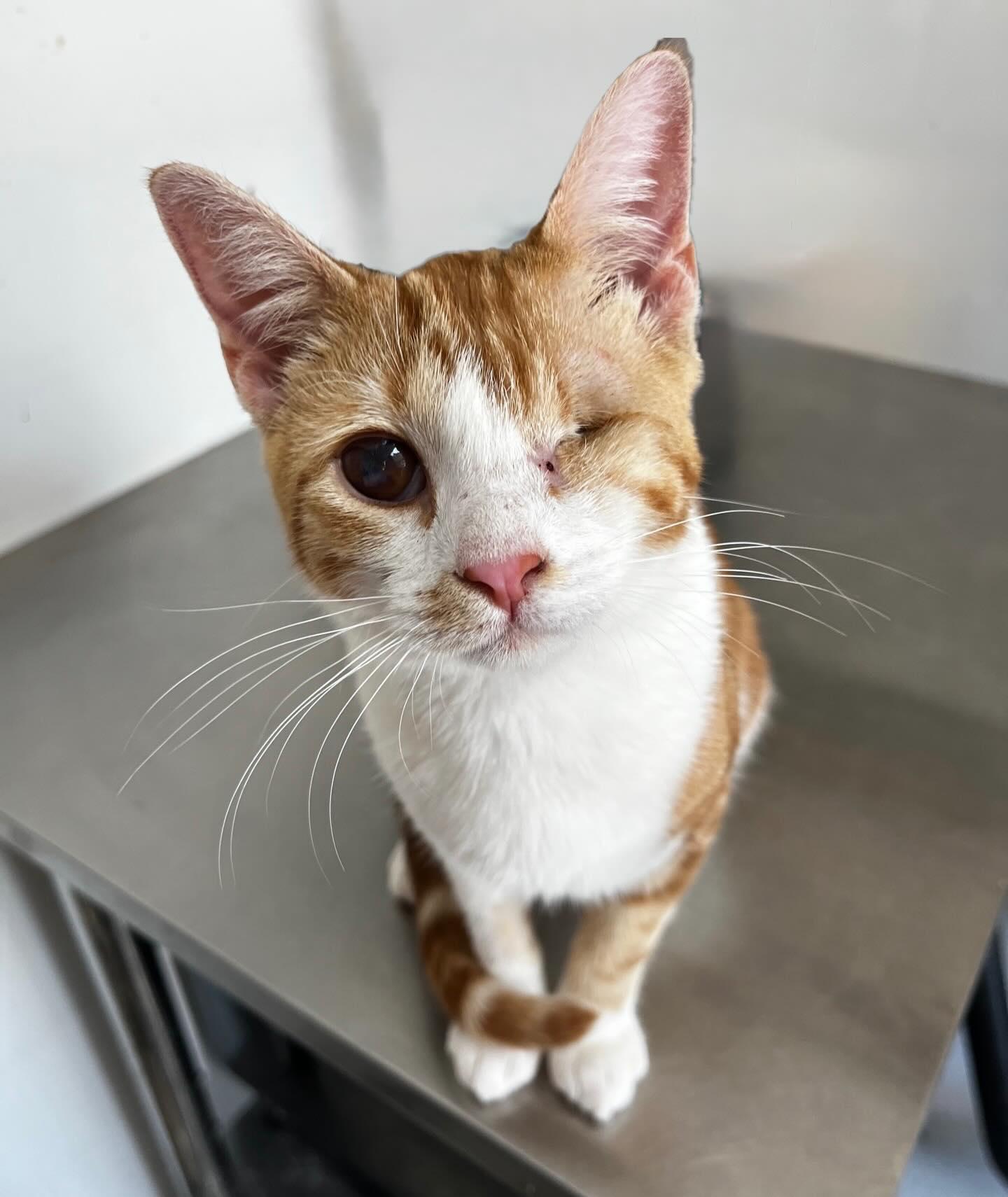 Penelope @ Fat Cat Cafe, Adoptable, Kitten Female Domestic Short Hair & Tabby.