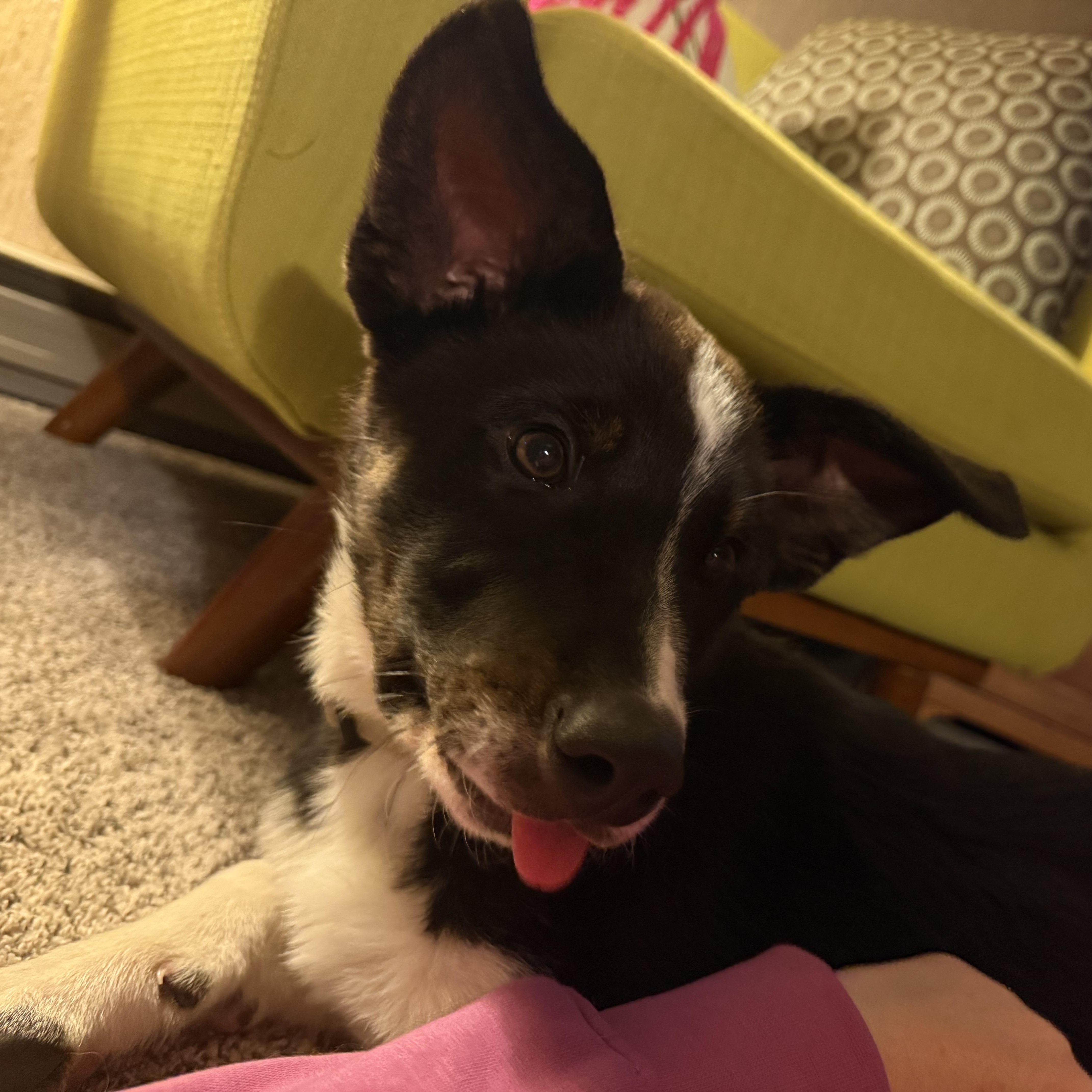 Roux, an adopted mixed breed in Sheridan, WY image 2/4