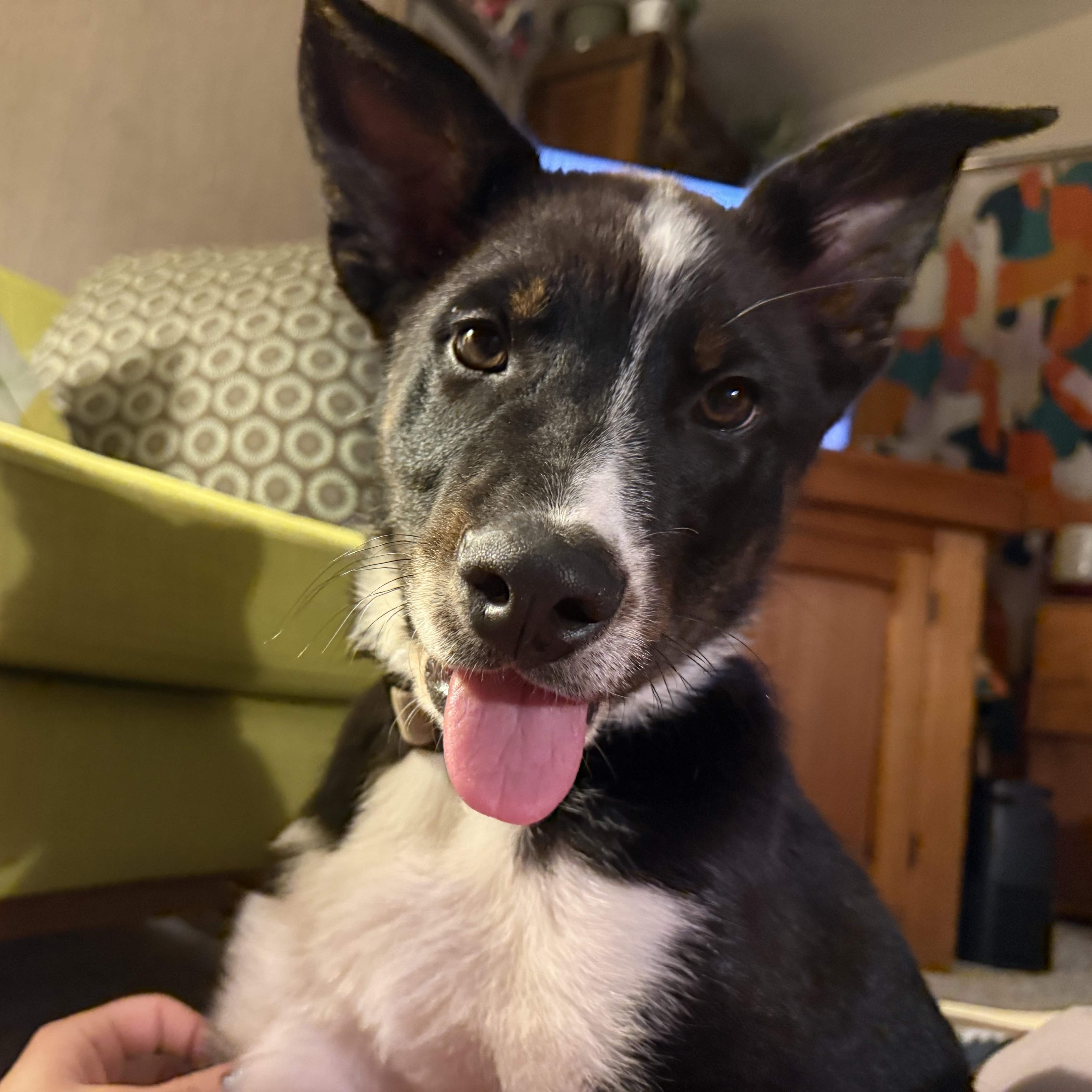 Roux, an adopted mixed breed in Sheridan, WY image 1/4