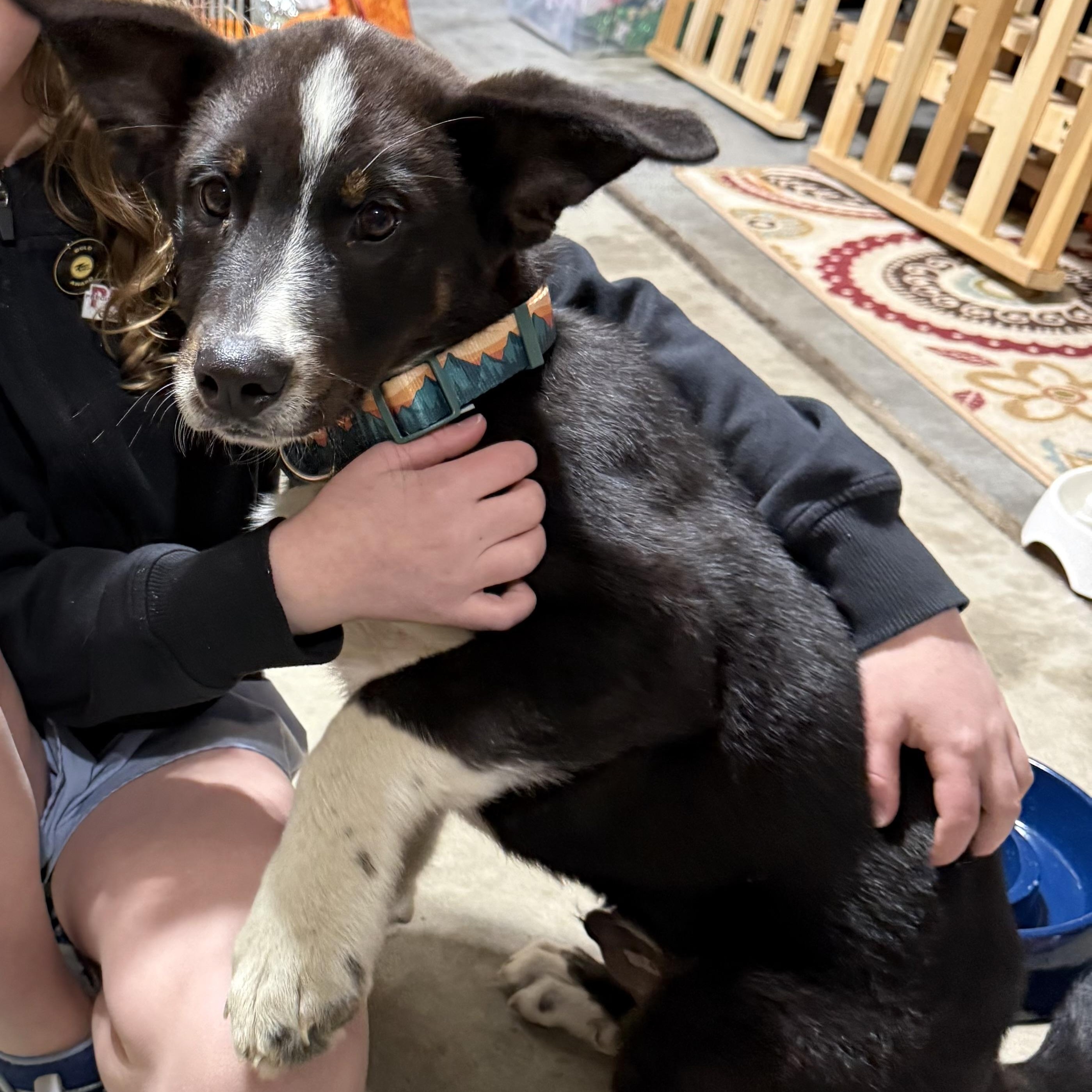 Roux, an adopted mixed breed in Sheridan, WY image 3/4
