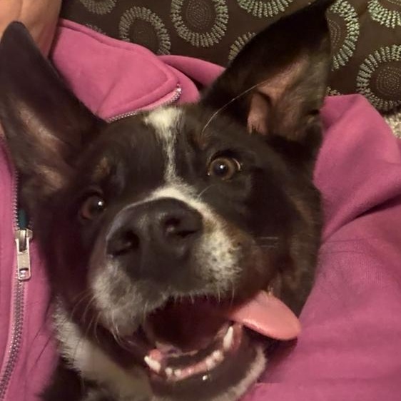 Roux, an adopted mixed breed in Sheridan, WY image 4/4