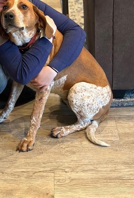 SF-Copper, an adoptable Bluetick Coonhound in Billings, MT, 59101 | Photo Image 4