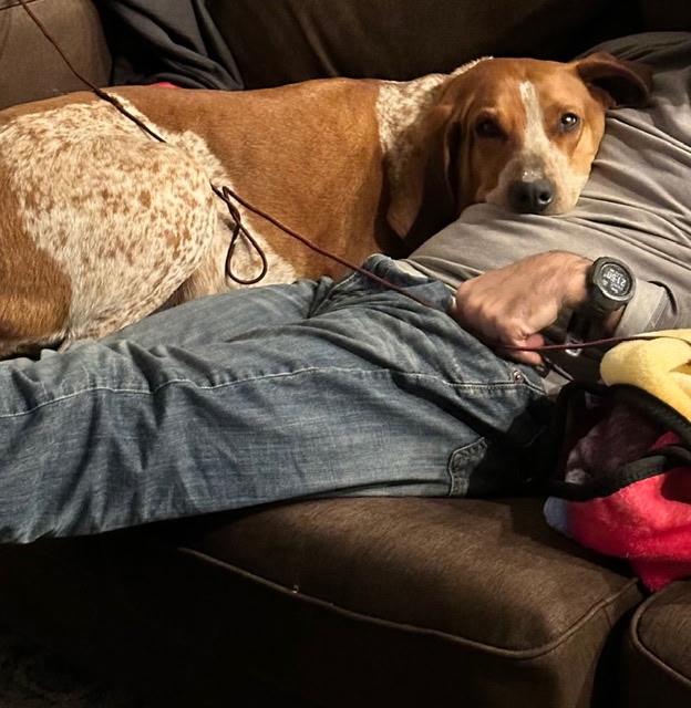 Enlarge SF-Copper, a Adoptable mixed breed in Billings, MT image 2/4