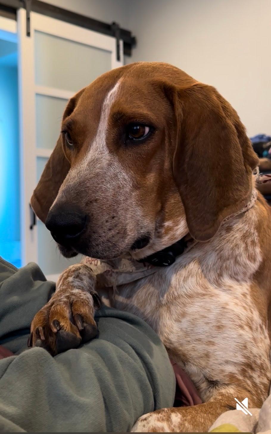 SF-Copper, an adoptable Bluetick Coonhound in Billings, MT, 59101 | Photo Image 1