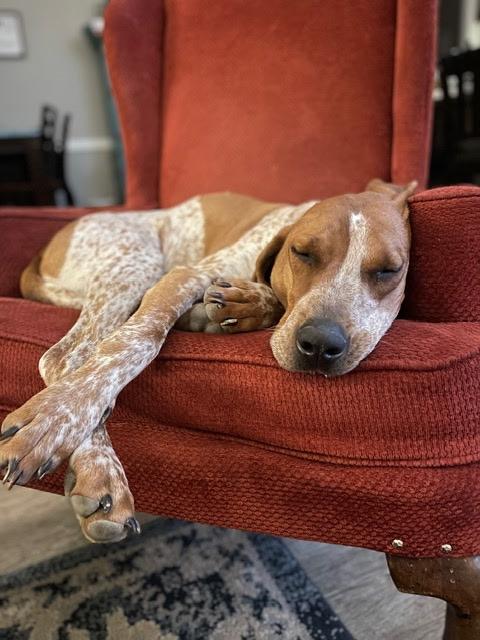 Enlarge SF-Copper, a Adoptable mixed breed in Billings, MT image 4/4