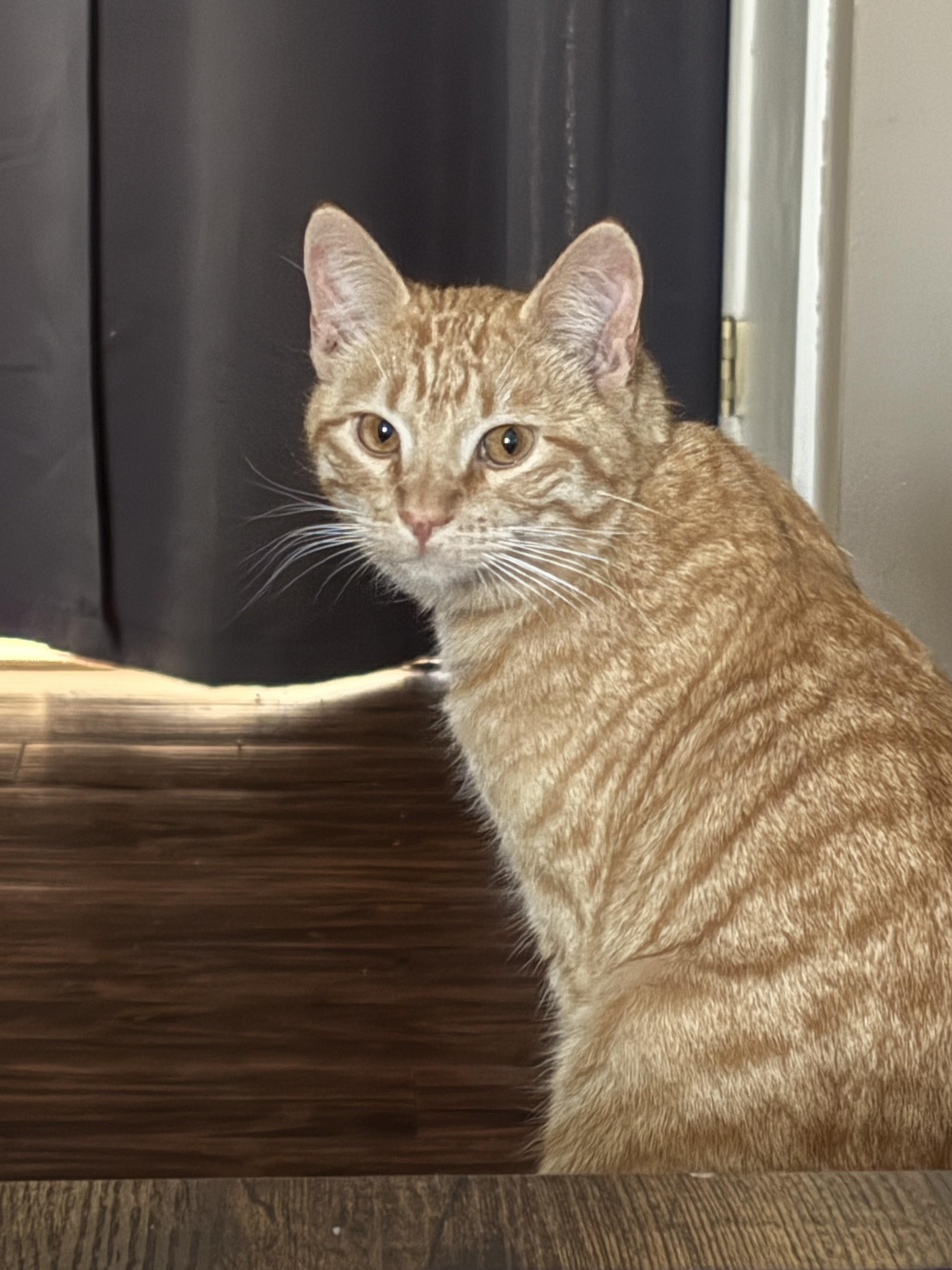 Enlarge Rowan, a ADOPTABLE mixed breed in Choctaw, OK image 3/4